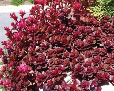 Sedum spurium 'Dragon's Blood' (Dragon's Blood Stonecrop) – Ricardo's ...