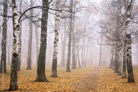 Strona 7 Fototapety brzozy klimatyczne wnętrze bliskie naturze