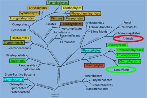 Algae On The Tree Of Life Schlarb Ridley 2011 Download