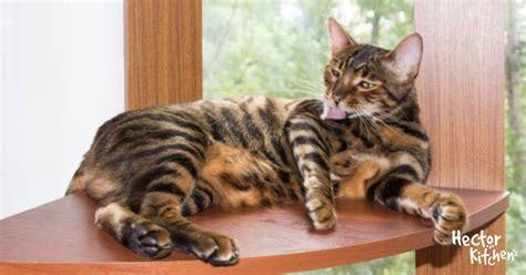 Toyger Chat Dynamique Intelligent Et Tr S Affectueux