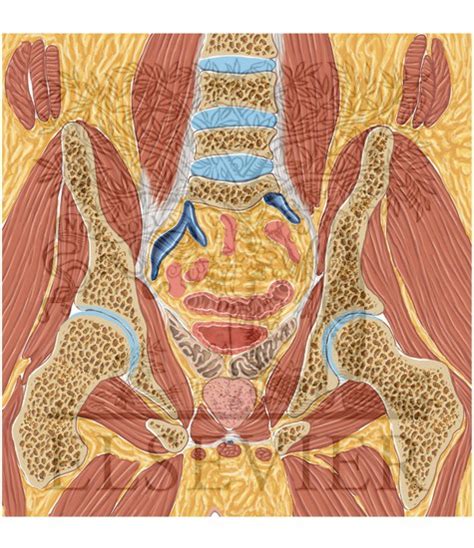 Full Pelvis Cross Section Horizontal Male