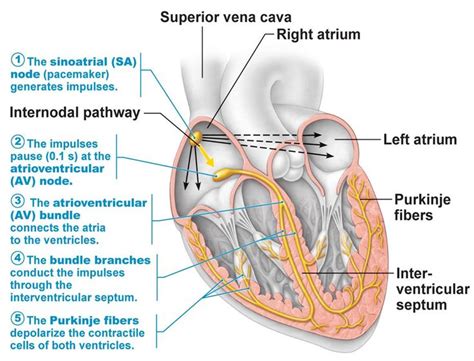 Diagrams Of The Heart With The Conduciton System Heart Elect