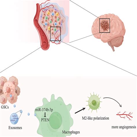 Glioblastoma Stem Cell Derived Exosomal Mir 374b 3p Promotes Tumor