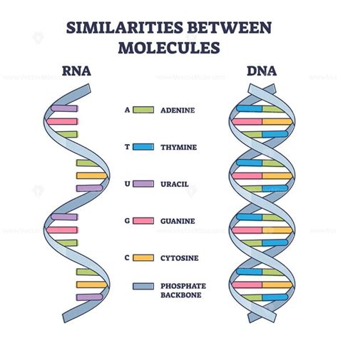 Similarities Between Rna And Dna Molecules Illustrated Outline Diagram