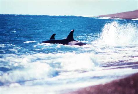 All About Killer Whales - Habitat and Distribution | United Parks & Resorts