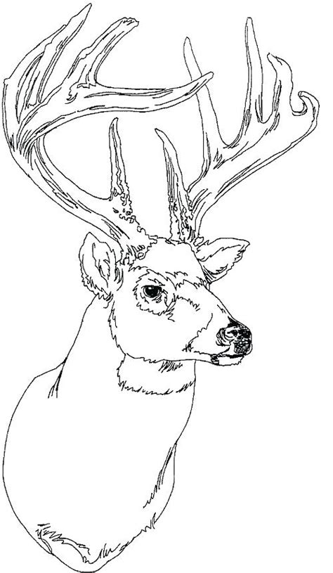 Mule Deer Coloring Page Coloring Pages