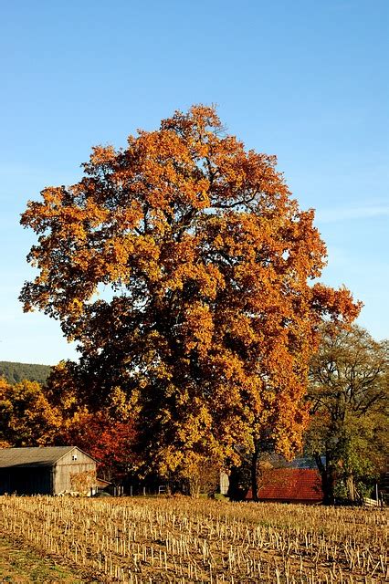 Herbst Baum Bunt Kostenloses Foto Auf Pixabay Pixabay