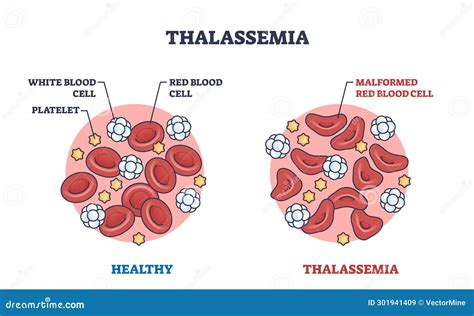 Hemoglobin Diagram Science Vector Illustration Graphic Cartoondealer