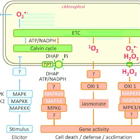 Pdf Redox And Reactive Oxygen Species Dependent Signalling In And