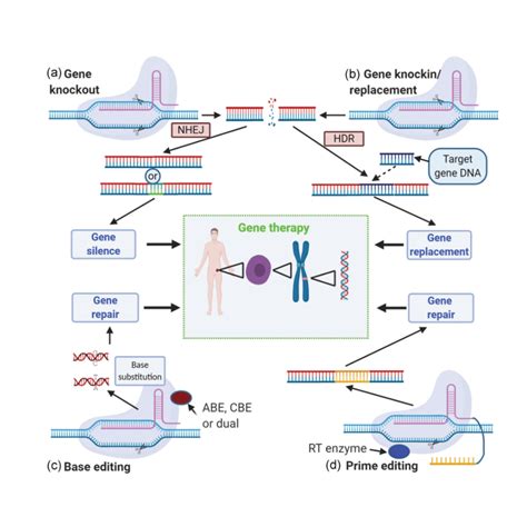 Terapia Genética CRISPR Cas9 para Enfermedades Genéticas Cognita Conecta