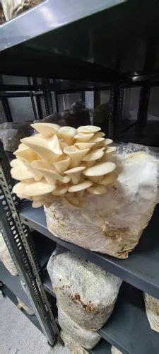 Tamil Nadu Organic Oyster Mushrooms G Packaging Type Loose At Rs