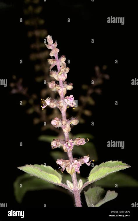 Planta Tulsi Flores O Santo Ocimum Sanctum Plantas Medicinales Y Tiene