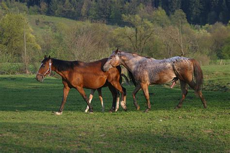 Mating Of Horses Stock Photos, Pictures & Royalty-Free Images - iStock