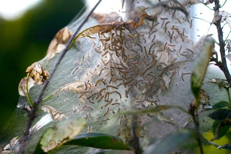 Bugs That Kill Trees In Texas Elden Westmoreland