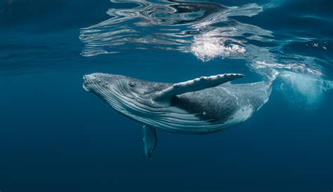 D A Mundial De Las Ballenas Y Los Delfines