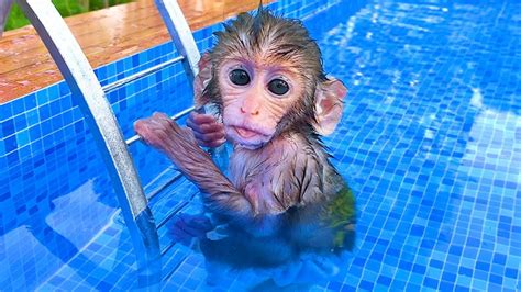 Baby Monkey Bon Bon Playing At The Pool With Puppy And Duckling In The