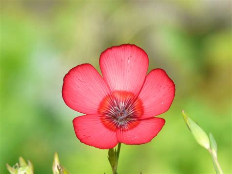 무료 이미지 자연 사진술 꽃잎 빨간 식물학 담홍색 플로라 야생화 닫다 투명한 양귀비 부드러운