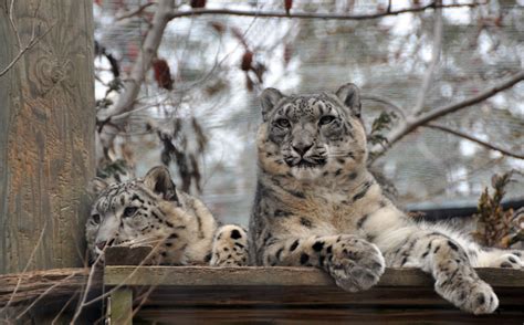 Snow Leopards - Aneta Tasheva