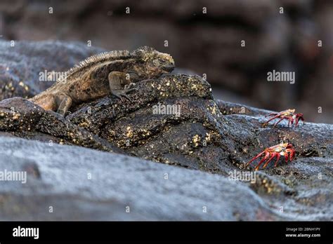 Marine Iguana Amblyrhynchus Cristatus Resting On The Coastal Rocks