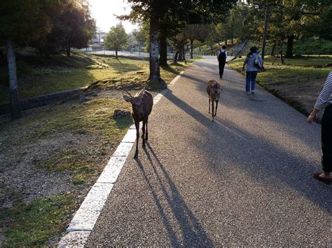 Day Trips From Kyoto Everyone Raves About Bel Around The World