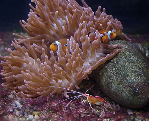 100+ Free Clownfish & Nemo Images - Pixabay