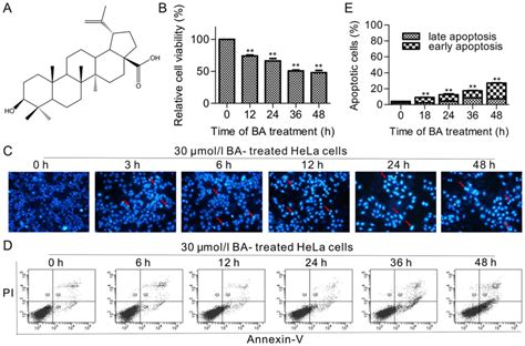 Betulinic Acid Induces Apoptosis By Regulating Pi K Akt Signaling And