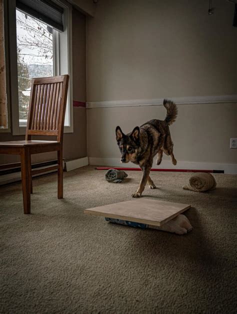 Creating an Indoor Obstacle Course for Dogs - sample