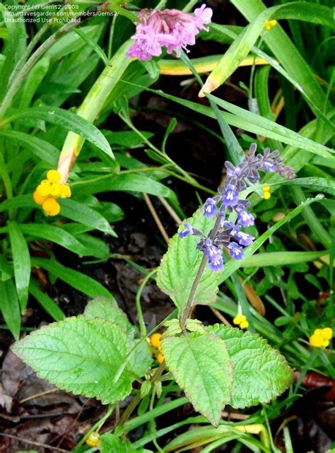 Plantfiles Pictures Salvia Species Nettleleaf Sage Wild Sage