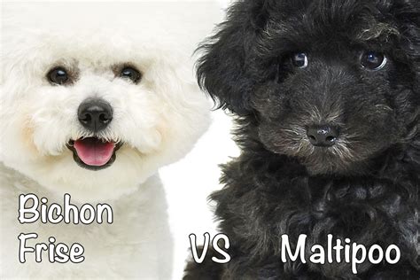 Bichon Frise vs. Maltipoo: Which Breed to Get? - Bichon World