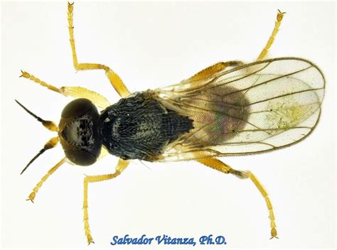 Diptera-Chloropidae-Elachiptera-Frit Flies (A) - Urban Programs - El ...