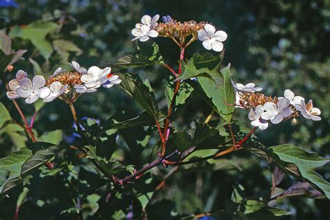 Viburnum Opulus Adoxaceae