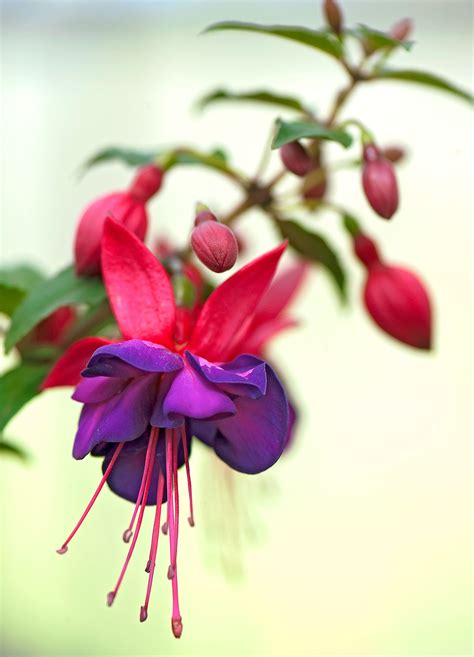 How to Plant and Grow Fuchsia