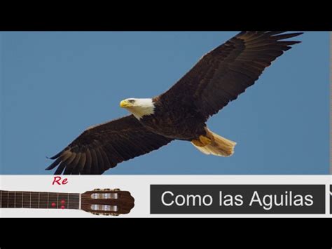 #20 Como las Aguilas (Con Acordes) Acordes - Chordify