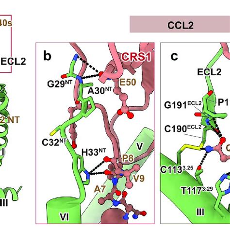 The Orthosteric Chemokine Binding Pocket Of CCR2 A Side View Of CCR2