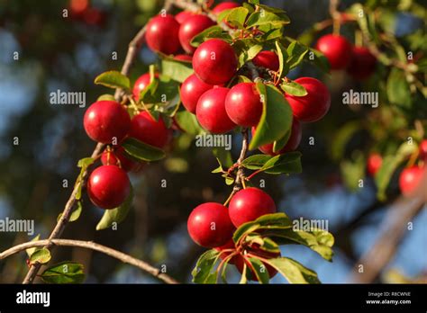 Red Mirabelle Pflaume Zwetschge Prunus Domestica Subsp Syriaca