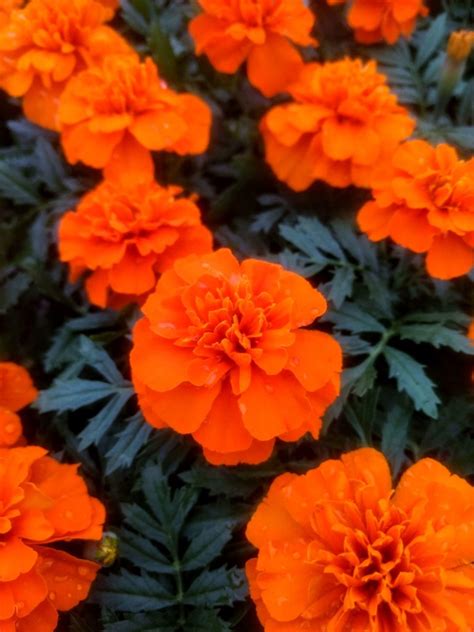 Marigold Care | How to Grow Marigolds Successfully