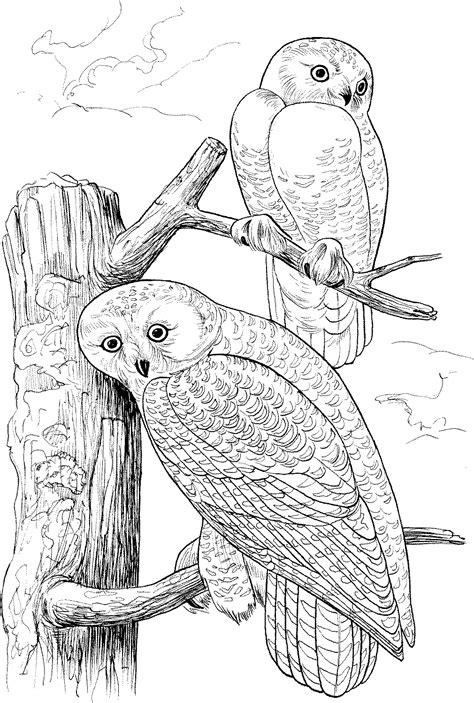 Free Owl Coloring Pages