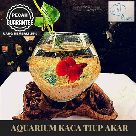 Jual Akuarium Ikan Cupang Mini Cm Kaca Tiup Akar Bali