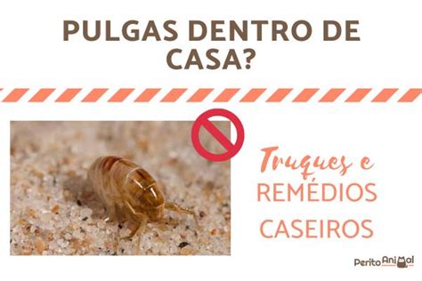 Como Acabar Com Pulgas - Como acabar com PULGAS dentro de CASAS - Os Melhores Remédios!