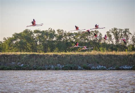 Valli Di Comacchio Con I Bambini Alla Ricerca Dei Fenicotteri All