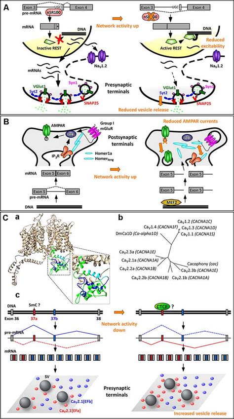 Frontiers Emerging Roles Of Activity Dependent Alternative Splicing