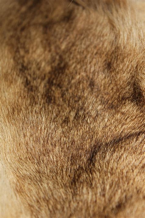 Lion Fur Closeup By Luxtaxidermy On Deviantart