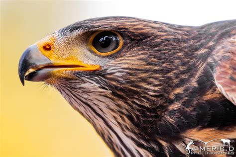 Buse De Harris Parabuteo Unicinctus Aimeric Duarte Flickr