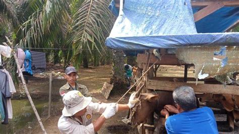 Dinas Perkebunan Dan Peternakan Batanghari Ambil Sampel Darah Sapi