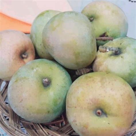 Jual Buah Mangga Apel Mengkal Super Fresh 1 Kg Shopee Indonesia