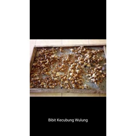 Jual Promo 50 Gram Biji Benih Kecubung Wulung Banyak Manfaat Siap Tanam