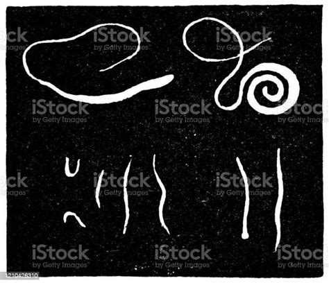 Various Types Of Intestinal Parasites 19th Century Stock Illustration ...