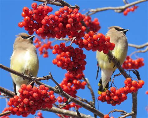 Cedar Waxwings On The Prowl Feederwatch