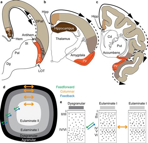 Two organizers for the expansion of the neocortex in development and ...