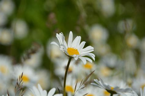 Bunga Matahari Padang Rumput Musim Foto Gratis Di Pixabay Pixabay